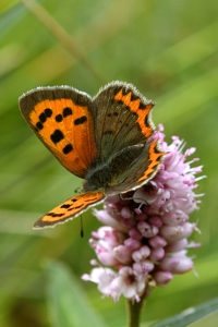 Mindre guldvinge, Lycaena phlaeas
