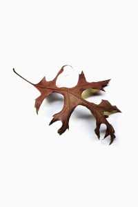 löv, blad