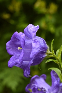 Mariaklocka, Campanula medium