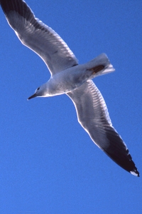 mås