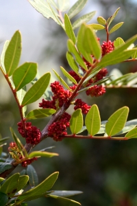 Mastixbuske, Pistacia lentiscus, mastix