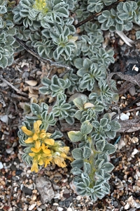 Medicago marina