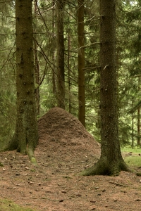 myrstack