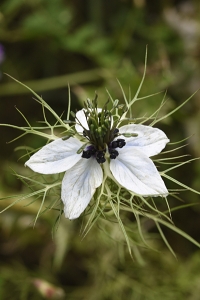 Jungfrun i det gröna, Nigella damascena