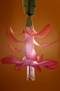Novemberkaktus, Schlumbergera truncata