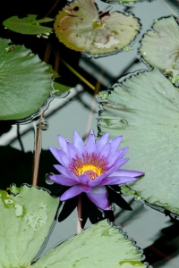 Nymphaea 'Director George T. Moore' näckros