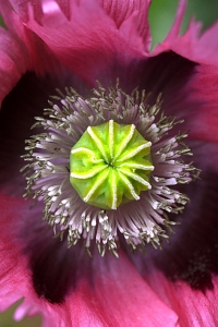Opievallmo, Papaver somniferum