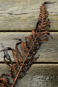 Ormbunke, ormbunksblad, höst, blad