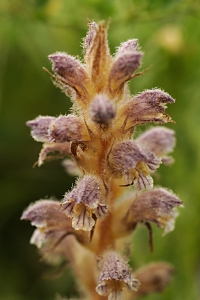 Snyltrot, Orobanche
