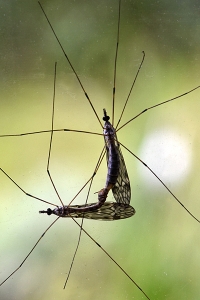 Parande insekter