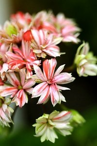 Pelargon, Pelargonium