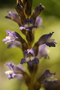 Snyltrot, Orobanche, Phelipanche mutelii