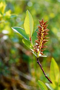 Fjällblekvide, Salix hastata ssp. hastata