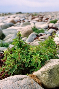 Etternässla, Urtica urens