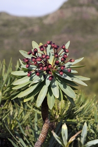 Purpureuforbia, Euphorbia atropurpurea