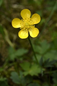 Revsmörblomma, Ranunculus repens