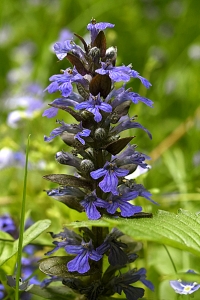 Revsuga, Ajuga reptans