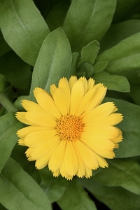 Ringblomma, Calendula officinalis
