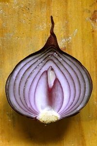 Rödlök, Allium cepa