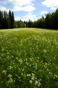 Naturreservatet Röjan, Jämtland, slåtteräng