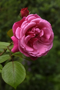 Ros 'Etude'