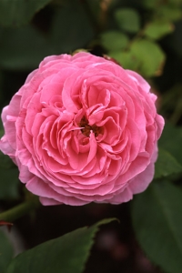 Ros, 'Louise Oudier'