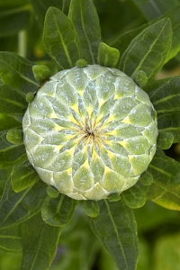 Safflor, Carthamus tinctorius