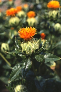 Safflor, Carthamus tinctorius, Färgtistel