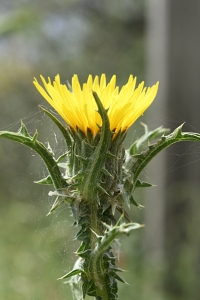 Scolymus grandiflorus