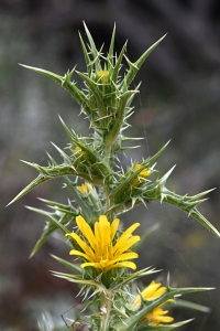 Spansk taggfibbla, Scolymus hispanicus