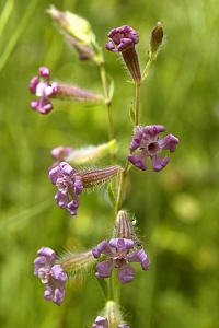 Luddglim, Silene bellidifolia