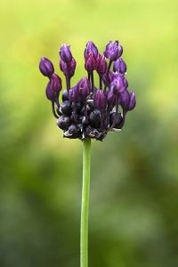 Skogslök, Allium scorodoprasum, kajplök, kajp