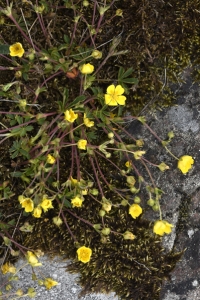 Småfingerört, Potentilla verna