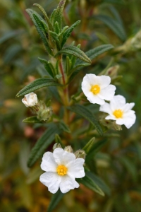 Smalbladig cistros, Cistus monspeliensis