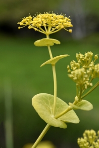 Smyrnium perfoliatum ssp. rotundifolium