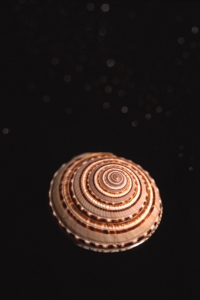 Snäcka