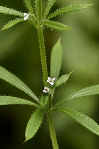 Snärjmåra, Galium aparine