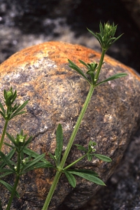 Snärjmåra, Galium aparine