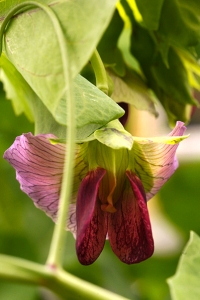 Sockerärt 'Shiraz', Pisum sativum