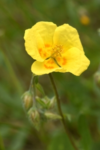 Solvända, Helianthemum nummularium