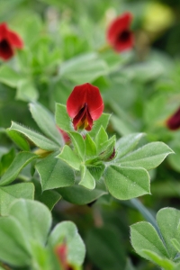 Sparrisärt, Lotus tetragonolobus