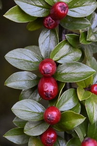 Spärroxbär, Cotoneaster divaricatus