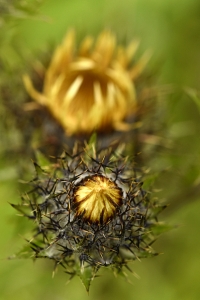 Spåtistel, Carlina vulgaris