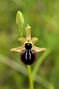 Spindel-ofrys, Ophrys sphegodes, ofrys, spindelofrys