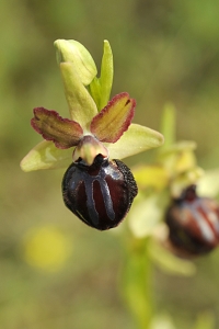 Spindelofrys, Ophrys sphegodes, ofrys