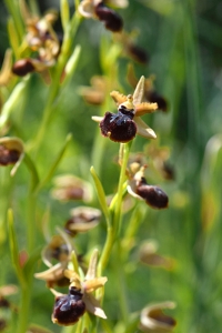 Spindelofrys, Ophrys sphegodes, ofrys