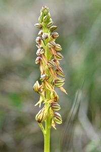Spökynne, Orchis anthropophora, Aceras anthropophorum