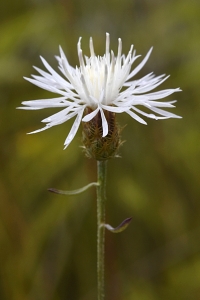 Spretklint, Centaurea diffusa