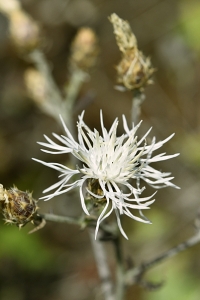 Spretklint, Centaurea diffusa