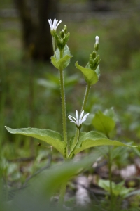 Sprödarv, Myosoton aquaticum